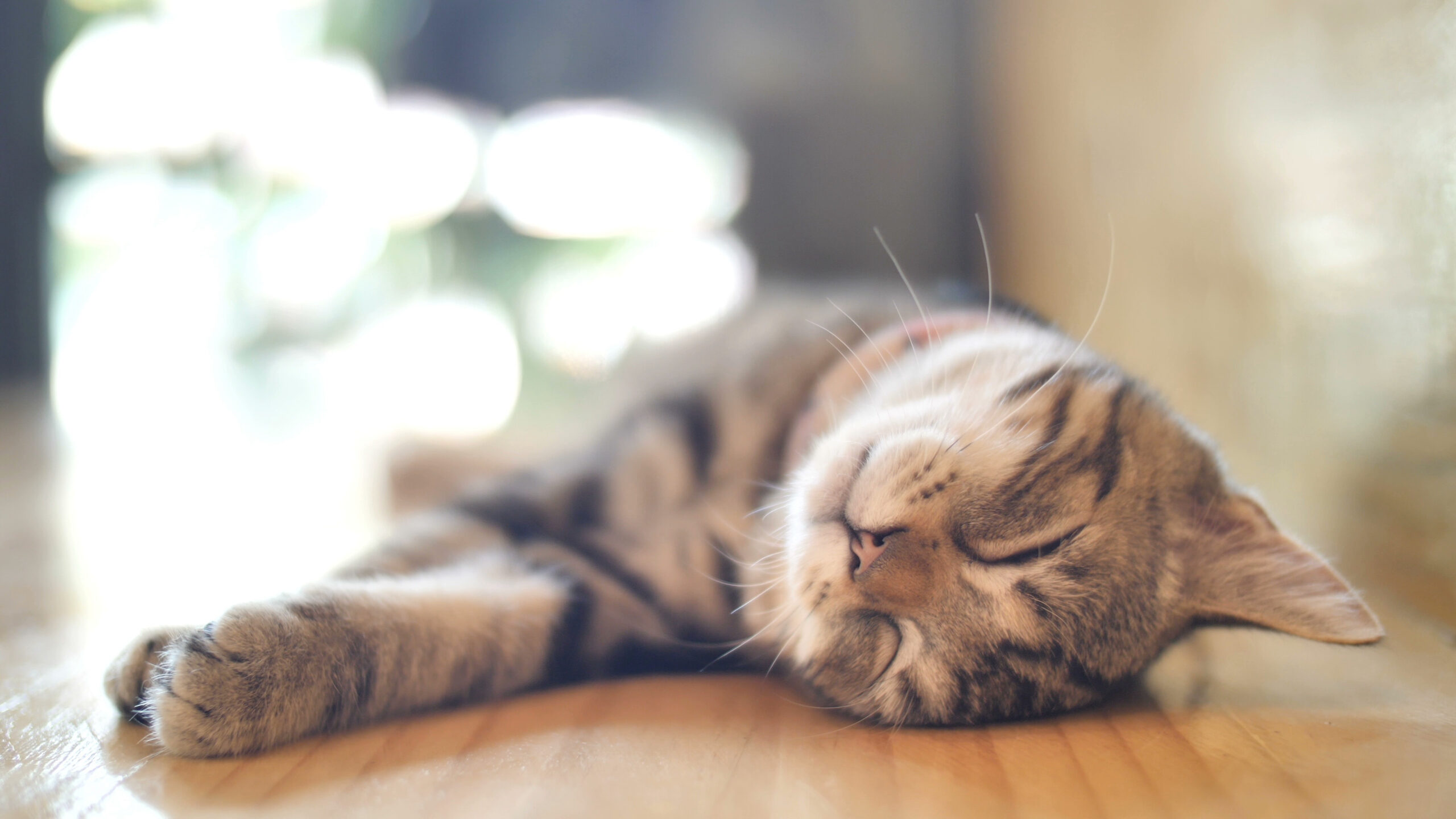 Is My Cat Bored? 10 Signs Your Kitty Needs More Mental Stimulation