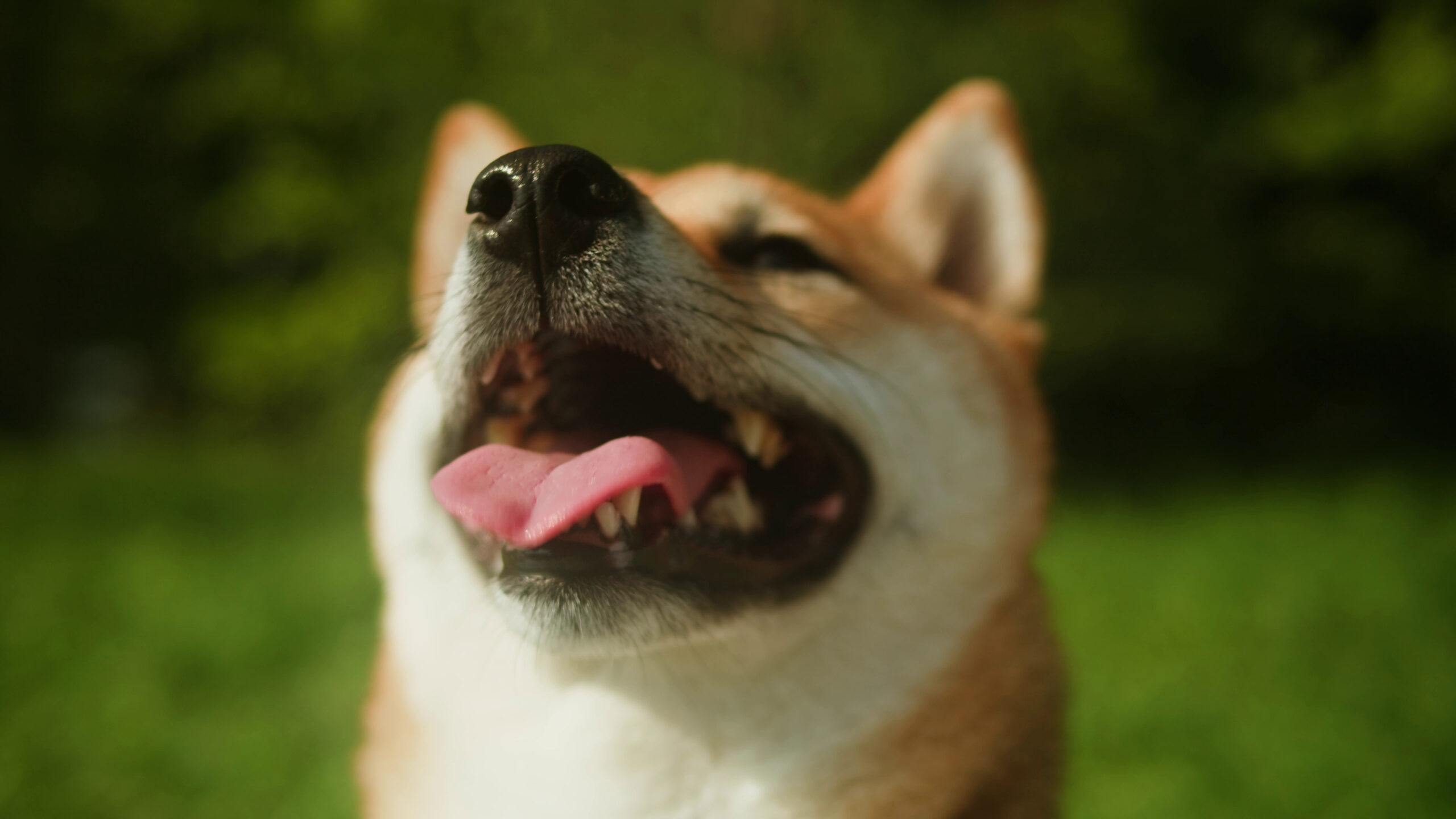 Why Do Dogs Do That? 9 Adorable Dog Behaviors Explained